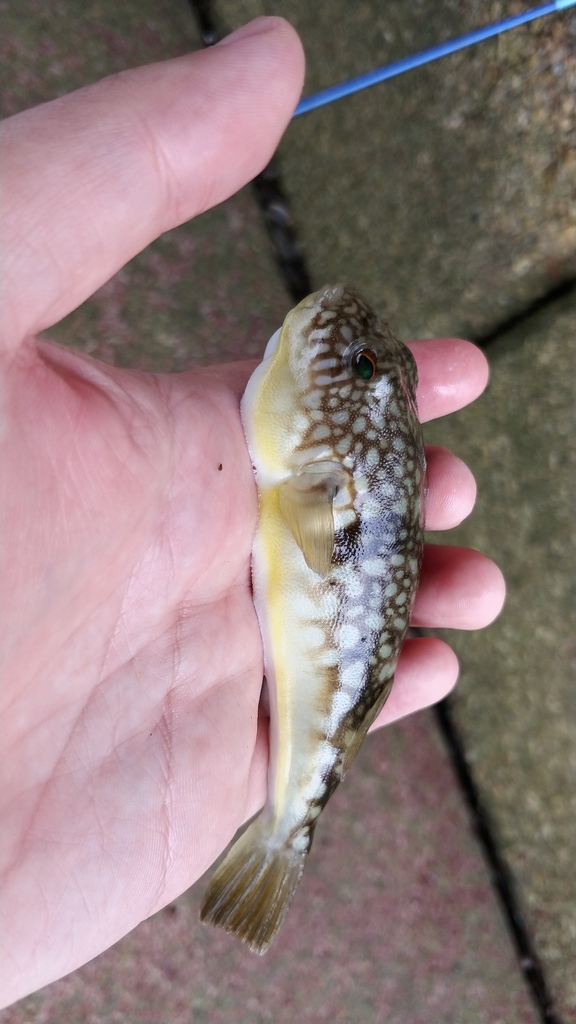 Tawny Puffer