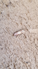 Oncocera semirubella