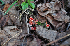 Microstoma protractum