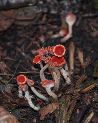 Microstoma protractum