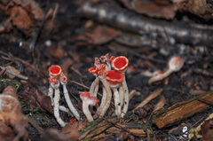 Microstoma protractum