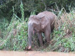 Elephas maximus borneensis