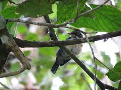 Cyornis turcosus
