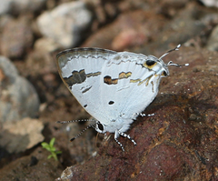 Hypolycaena othona