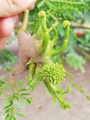 Cephalotelium macowanianum