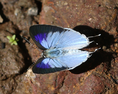 Hypolycaena othona
