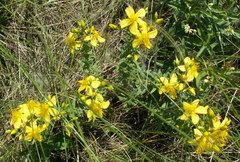 Hypericum elegans
