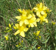 Hypericum elegans