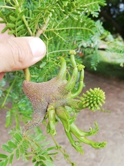 Cephalotelium macowanianum