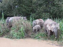 Elephas maximus borneensis