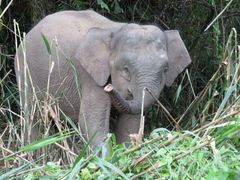 Elephas maximus borneensis