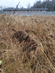 Phragmites australis