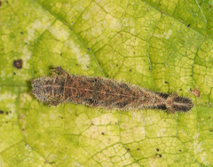 Neptis hylas varmona