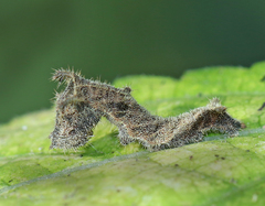 Neptis hylas varmona