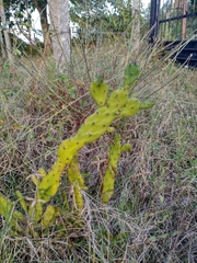 Opuntia