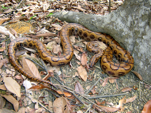 Rainbow Boa observed near Parque Estadual do Rio Doce, (c) Henrique C. Costa, some rights reserved (CC BY-NC)