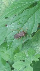 Anasa varicornis