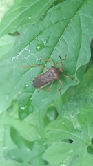 Anasa varicornis