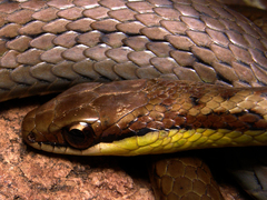 Echinanthera melanostigma