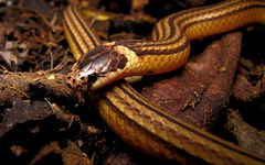Elapomorphus quinquelineatus