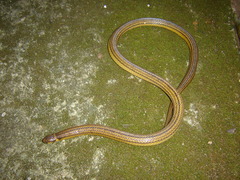 Elapomorphus quinquelineatus