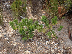 Oedera steyniae