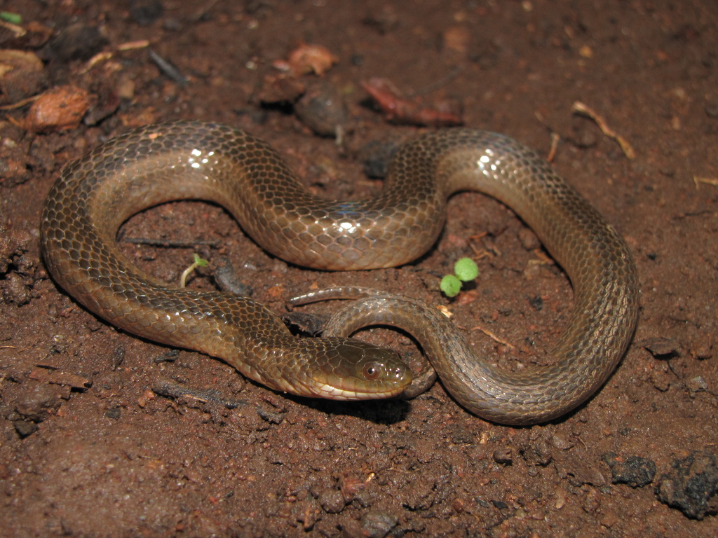 Olive Keelback