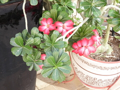Adenium obesum