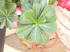 Adenium obesum