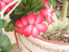 Adenium obesum