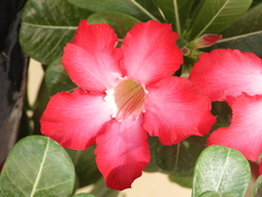Adenium obesum