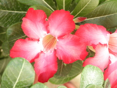 Adenium obesum