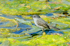 Sooty Tyrannulet photo 3