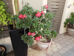 Adenium obesum