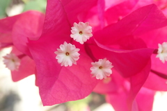 Bougainvillea glabra