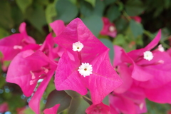 Bougainvillea glabra