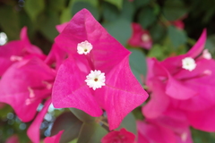 Bougainvillea glabra