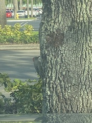 Melanerpes carolinus