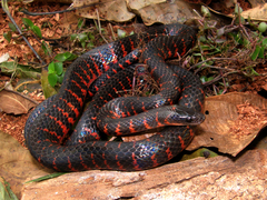Oxyrhopus clathratus
