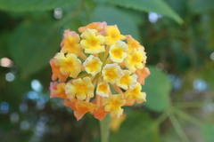 Lantana camara