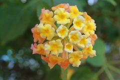 Lantana camara