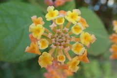 Lantana camara