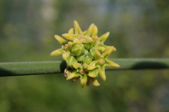 Leptadenia pyrotechnica