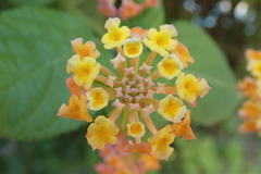 Lantana camara