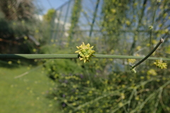 Leptadenia pyrotechnica