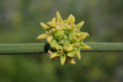 Leptadenia pyrotechnica