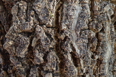 Millingtonia hortensis
