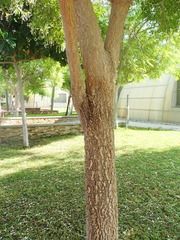 Millingtonia hortensis