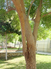 Millingtonia hortensis