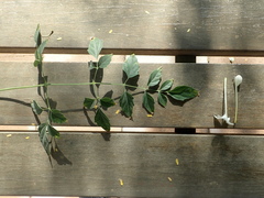 Millingtonia hortensis